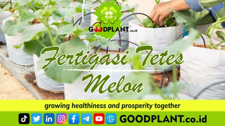 Pelatihan Fertigasi Melon - Ecourse GOODPLANT