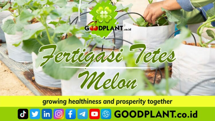 Pelatihan Fertigasi Melon Offline - Ecourse GOODPLANT